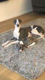 whippet puppies gumtree